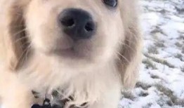 狗狗最新爆料图片,萌态百出，揭秘宠物界的欢乐瞬间