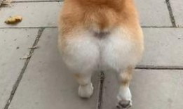 柯基最新爆料视频大全图片