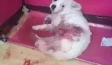 狗狗最新爆料图片,萌态百出，揭秘宠物界的欢乐瞬间