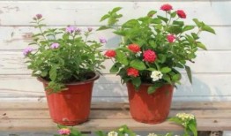 阿荣最新爆料新闻内容视频,揭秘事件背后惊人真相