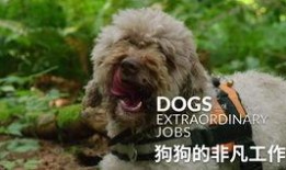 柯基最新爆料视频大全图片