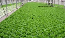 爆料养虾大棚视频教程全集,视频教程全集深度解析