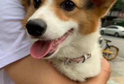 柯基最新爆料视频大全图片