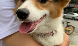 柯基最新爆料视频大全图片