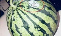 吃瓜网红啥意思,网络时代的娱乐风向标