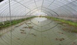 爆料养虾大棚视频教程全集,视频教程全集深度解析