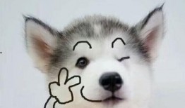 狗狗最新爆料图片,萌态百出，揭秘宠物界的欢乐瞬间