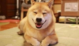 小黄鸭柴犬爆料视频播放,揭秘幕后故事