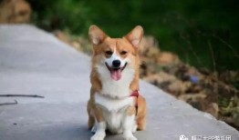 小黄鸭柴犬爆料视频播放,揭秘幕后故事