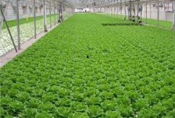 爆料养虾大棚视频教程全集,视频教程全集深度解析