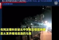 鹿氏集团爆料事件视频完整版,完整版视频揭露惊人内幕