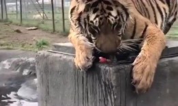 老虎吃瓜动画片免费观看,免费畅享老虎吃瓜精彩瞬间