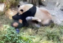 熊猫头狗仔导演爆料视频,独家爆料幕后花絮