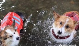 小黄鸭柴犬爆料视频播放,揭秘幕后故事